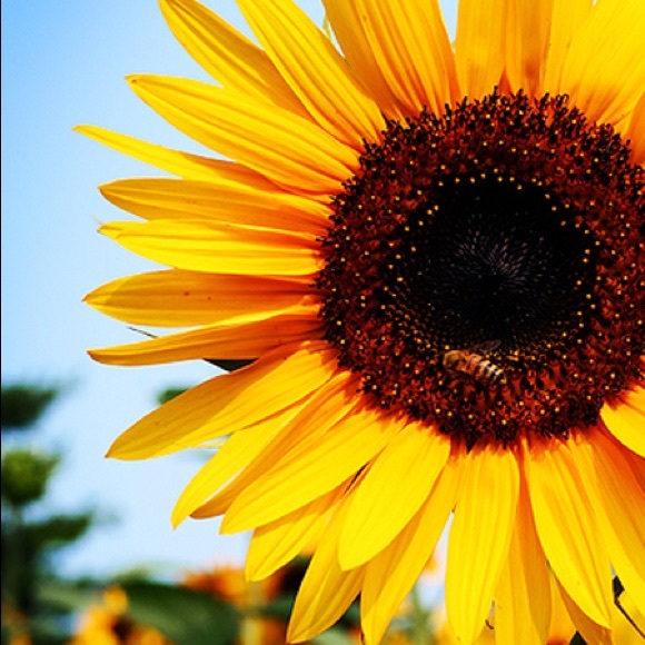 Meet your Posher, Amy - Picture 1 of 1